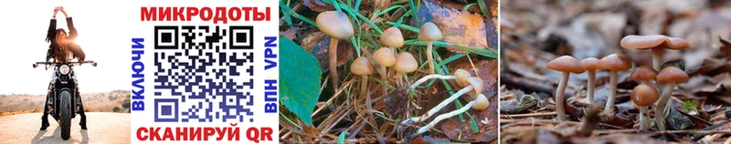 Купить закладки  Карасук  Галлюциногенные грибы Psilocybe 